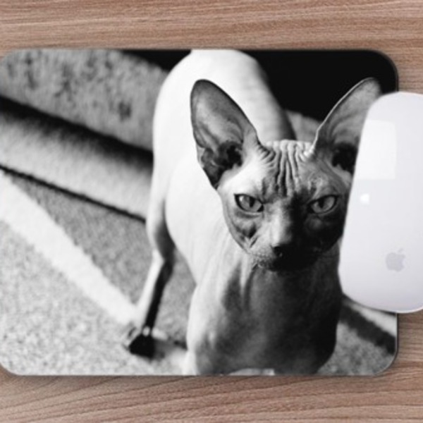 Mouse Pad Coleção Gatos Sphynx  O Extravagante