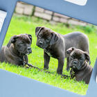 Mouse Pad Grande  Buldogue