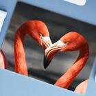 Mouse Pad Grande  Flamingo