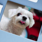 Mouse Pad Grande  Maltês