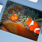 Mouse Pad Grande  Peixe Palhaço