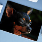 Mouse Pad Grande  Pinscher