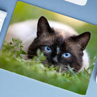 Mouse Pad Grande  Siamês