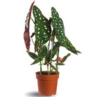 Muda Begônia Maculata Pote 17 Planta Decorativa Área Interna