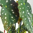 Muda Begônia Maculata Pote 17 Planta Decorativa Área Interna