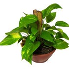 Muda Da Planta Jibóia 40cm Com Cuia P/ Decoração Interna