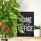 Muda Da Planta Jibóia 40cm Com Cuia P/ Decoração Interna