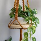 Muda Da Planta Jibóia 40cm Com Cuia P/ Decoração Interna