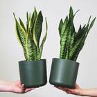 Muda De Espada De São Jorge Pote 13