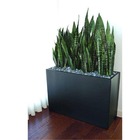 Muda De Espada De São Jorge Pote 13