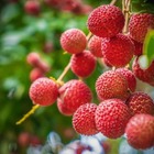 Muda De Lichia Alporquia 80cm Árvore Frutífera