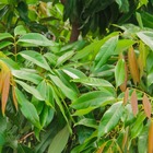 Muda De Lichia Alporquia 80cm Árvore Frutífera