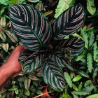 Muda De Maranta Calathea Ornata Pote 12 Planta Natural 45cm