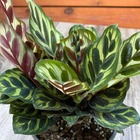 Muda De Maranta Makoyama Pote 12 Planta Natural 45cm