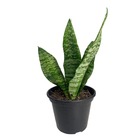 Muda De Mini Espada De São Jorge Para Arranjos De Plantas - A