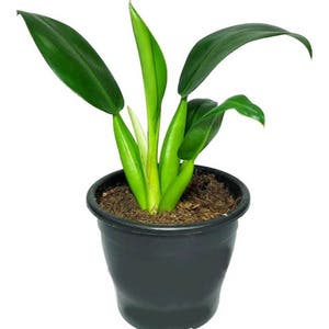 Muda De Pacová 50cm Planta Para Área Interna E Urban Jungle | Leroy Merlin