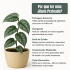 Muda Planta Jiboia Prateada Cuia 21 Para Decoração Interna