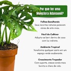 Muda Planta Monstera Adansonii Pote 17 Decoração Interna