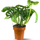 Muda Planta Monstera Adansonii Pote 17 Decoração Interna