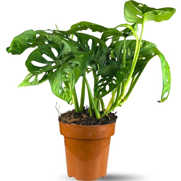Muda Planta Monstera Adansonii Pote 17 Decoração Interna
