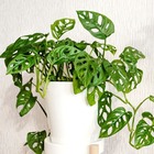 Muda Planta Monstera Adansonii Pote 17 Decoração Interna