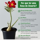 Muda Planta Rosa Do Deserto Cores Decoração Externa