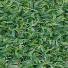 Muro Inglês Artificial Plástico Verde 40x60cm D&A