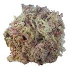 Musgo Branco Esfagno Sfagno Sphagnum Seco Orquídeas 2 Litros