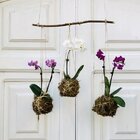 Musgo Branco Esfagno Sfagno Sphagnum Seco Orquídeas 2 Litros