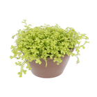 Musgo Cushion-Moss Cuia 13