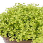 Musgo Cushion-Moss Cuia 13