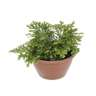 Musgo Cushion-Moss Cuia 13