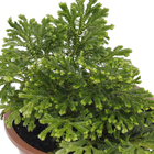 Musgo Cushion-Moss Cuia 13