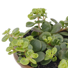 Musgo Cushion-Moss Cuia 13