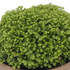 Musgo Cushion-Moss Cuia 13