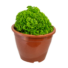 Musgo Cushion-Moss Cuia 13