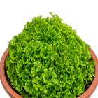 Musgo Cushion-Moss Cuia 13