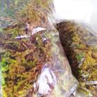 Musgo Dourado Esfagno Substrato Para Orquídeas - 4 Litros