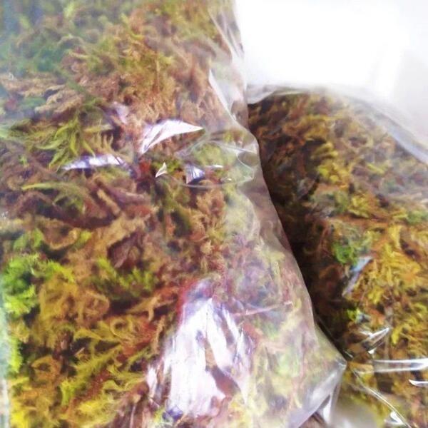 Musgo Dourado Esfagno Substrato Para Orquídeas - 4 Litros