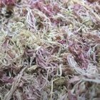 Musgo Esfagno Sfagno Sphagnum Seco Orquídeas 4 Litros