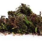 Musgo Esfagno Verde Para Orquídeas - 4 Litros - Substrato