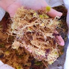 Musgo Sphagnum Rosa Para Jardinagem CPC Garden 5 Litros
