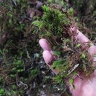 Musgo Verde Esfagno Para Orquídeas - 4 Litros - Substrato