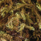 Musgo Verde Natural 40g Flor Arte