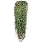 NEPETA VARIEGATA C21