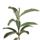 Nêspera Eryobotrya Japónica Planta Natural