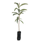 Nêspera Eryobotrya Japónica Planta Natural