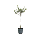 Oliveira Pote 17 Planta Natural