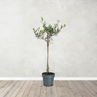 Oliveira Pote 17 Planta Natural