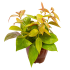 Ora Pro Nobis Dourada C13